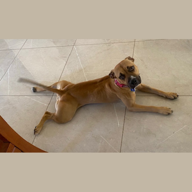 Photo of Bailina Pawsley (Bailey)