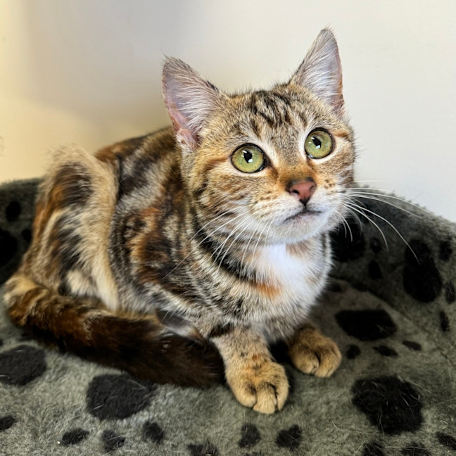 Photo of Penny