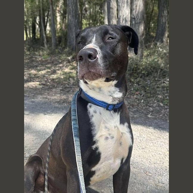 Photo of Rocky