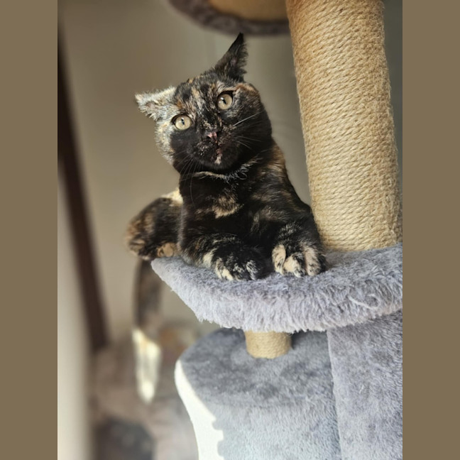 Photo of Gracie   In Foster Care In Bentleigh East