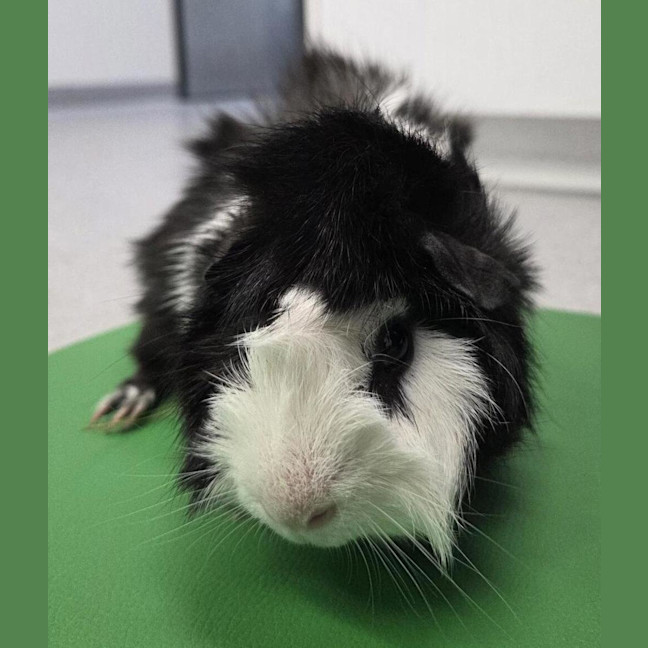 Photo of Muffin