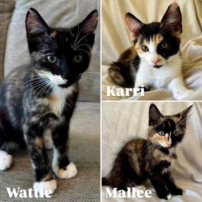 Photo of 11773/4/5   Wattle, Karri & Mallee