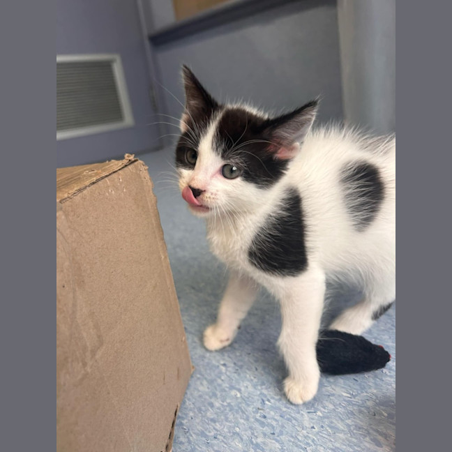 Photo of Zorks   In Foster Care In Ashburton