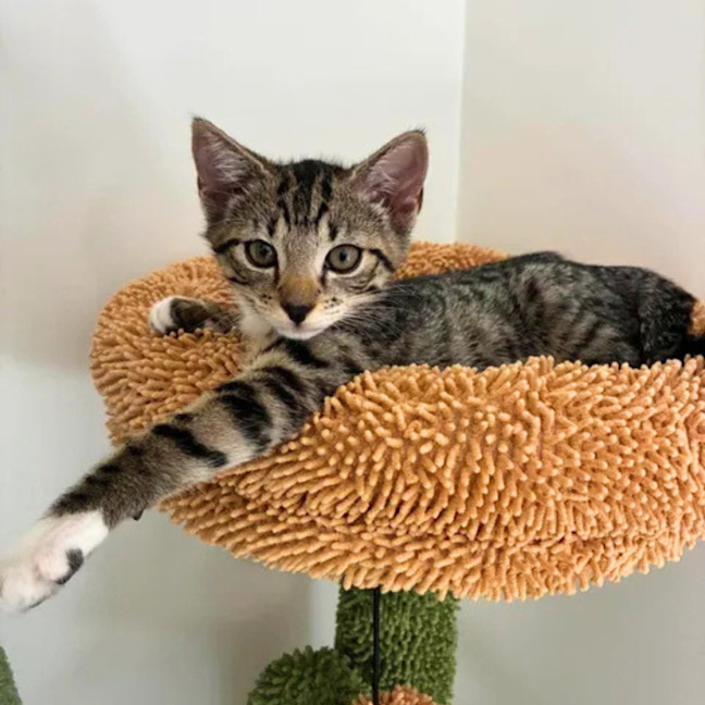 Photo of Mochi