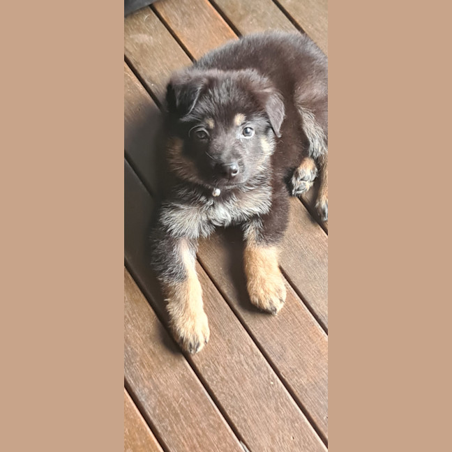 Photo of Prince (Was Muffin)