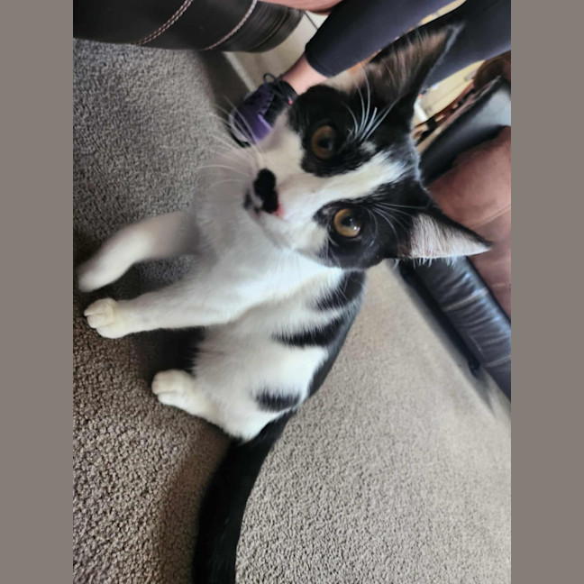 Photo of Moustache (Mustie)