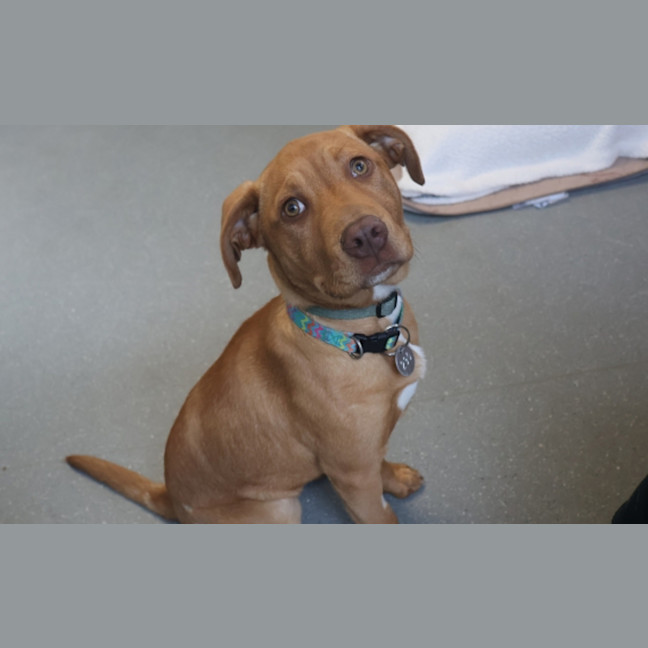 Photo of Pumpkin