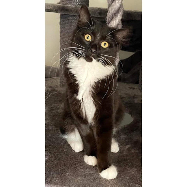 Photo of 12097   Lunabelle