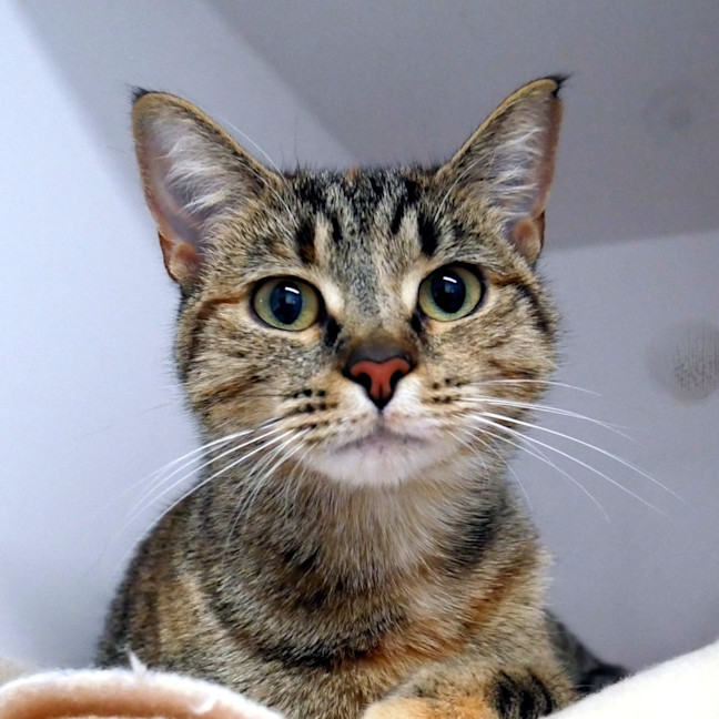 Photo of Pixie Sta014219