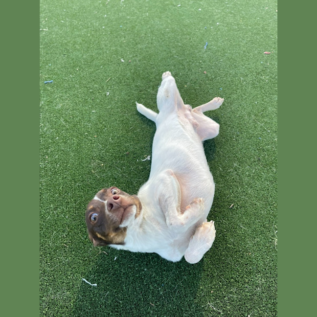 Photo of Nemo Imp 1733