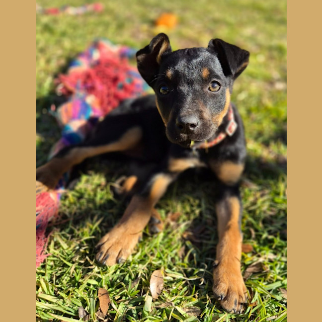 Photo of Kia