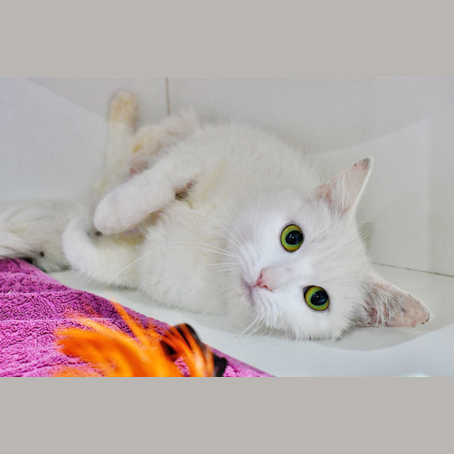 Photo of Madame Macadamia