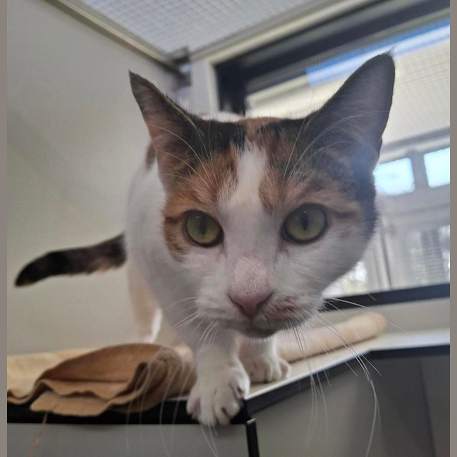 Photo of Sweetie 