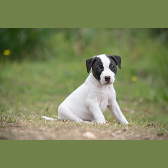 Photo of Loki