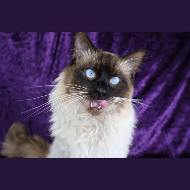 Photo of Matthew Meow Conaughey