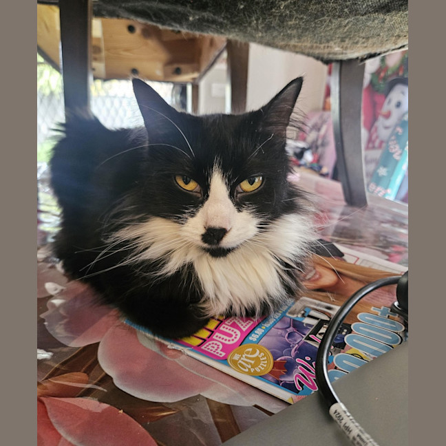 Photo of Mishka