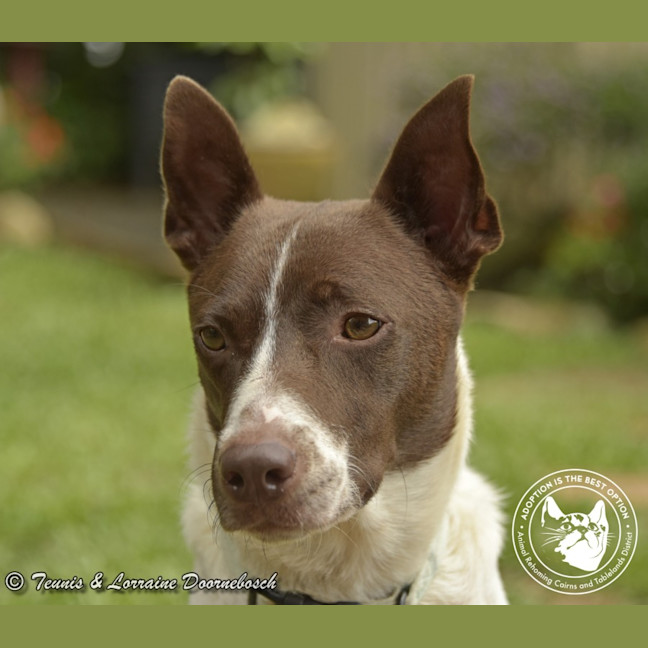 Photo of Koda