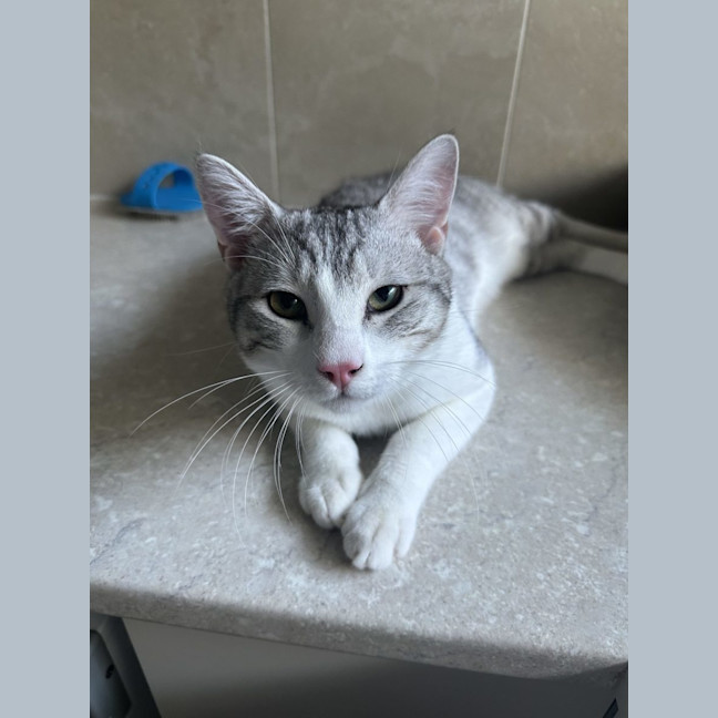 Photo of Wassabi   Now At Pet Quarters Broadmeadow 