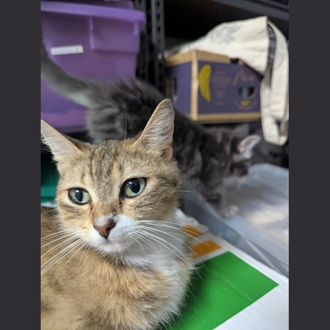 Photo of Honey Clowder