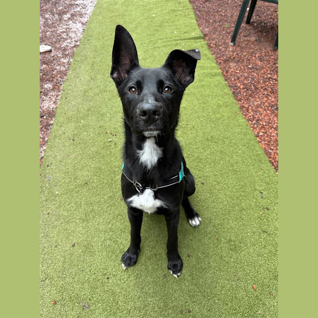 Photo of Echo