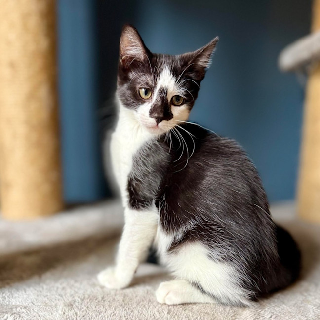 Photo of Boggle   Located In Templestowe