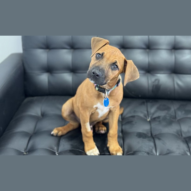 Photo of Fury