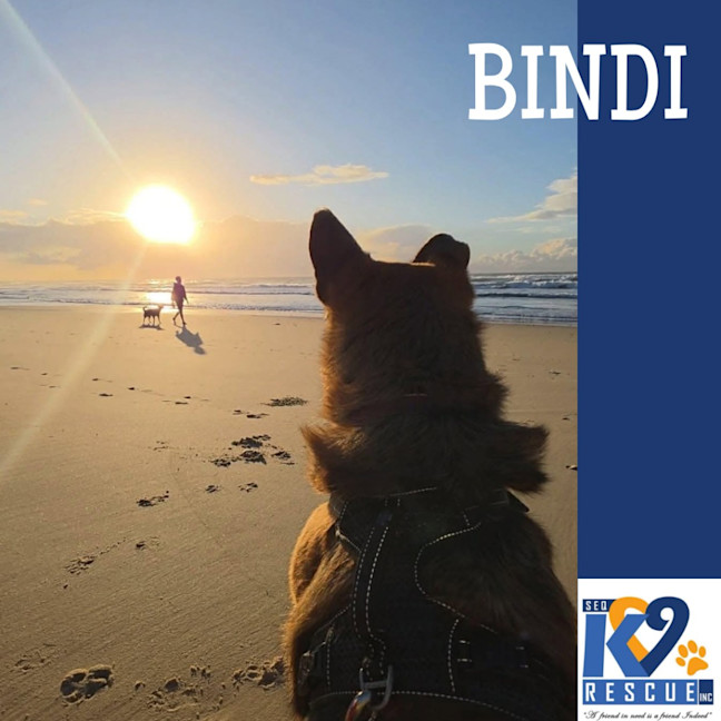 Photo of Bindi