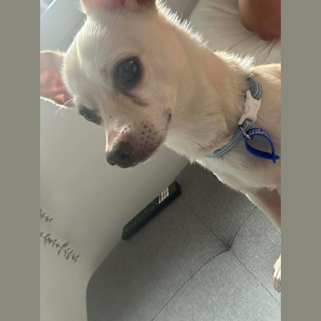 Photo of Huey   2 Year Old Chihuahua