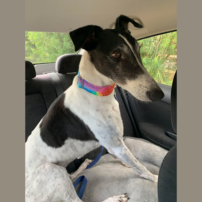 Photo of Bucket Girl, The Greyhound