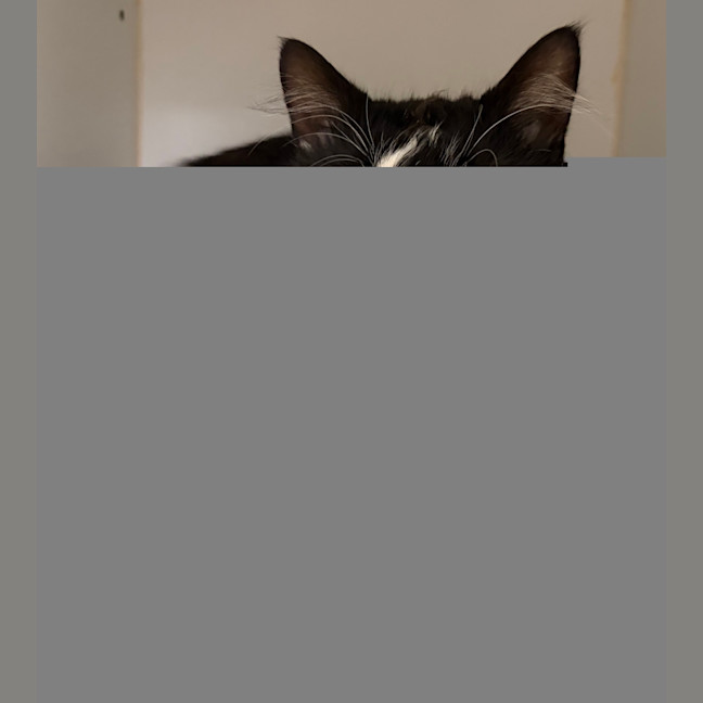 Photo of Jigglypuff