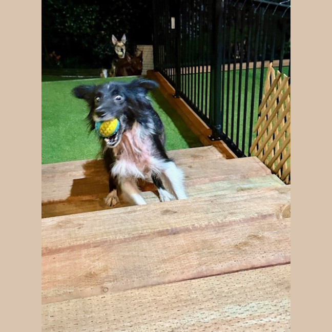 Photo of Harvey   7 Year Old Border Collie X Sheltie