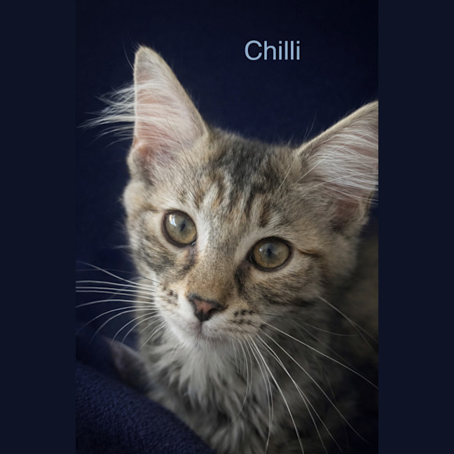 Photo of Chilli