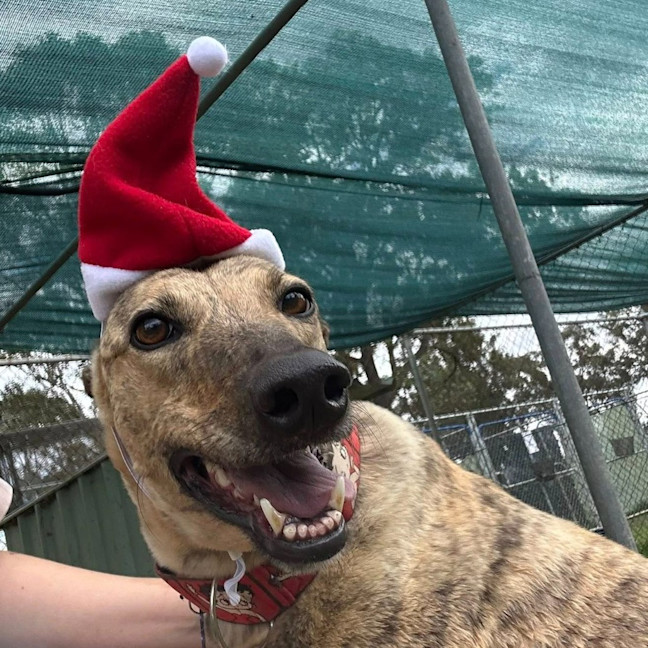 Photo of Nani The Greyhound