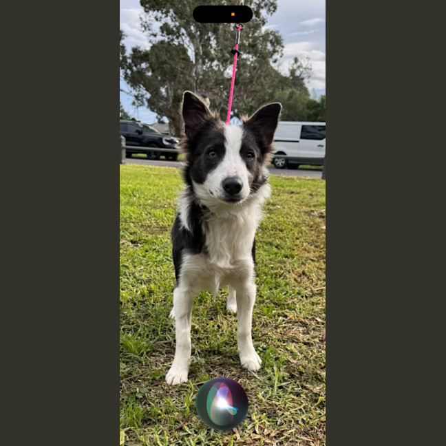 Photo of Rarle