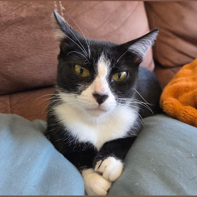 Photo of Mittens