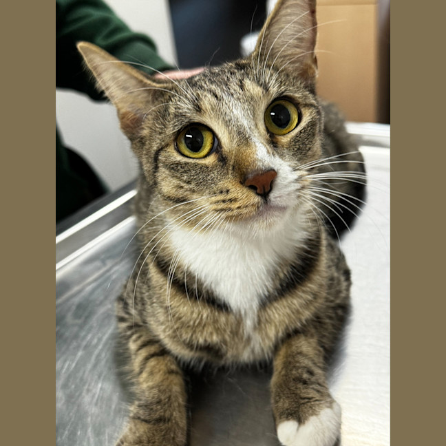 Photo of Willow (Ex Nami)