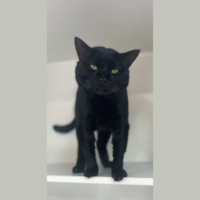 Photo of Santana (9993)