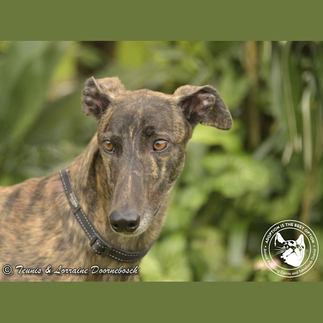 Photo of Dd (Detrie Bale)