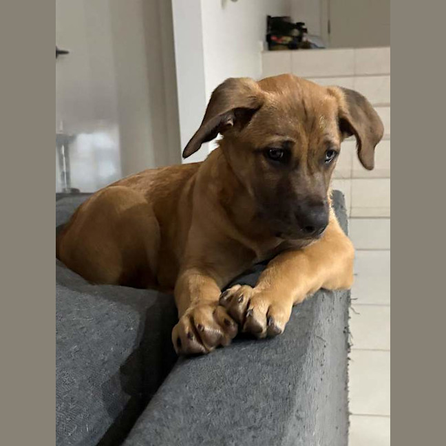 Photo of Tango