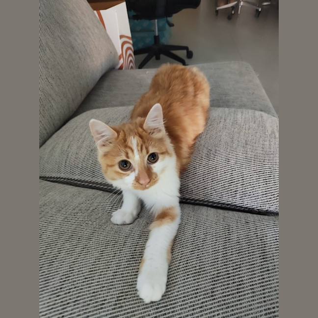 Photo of Dash