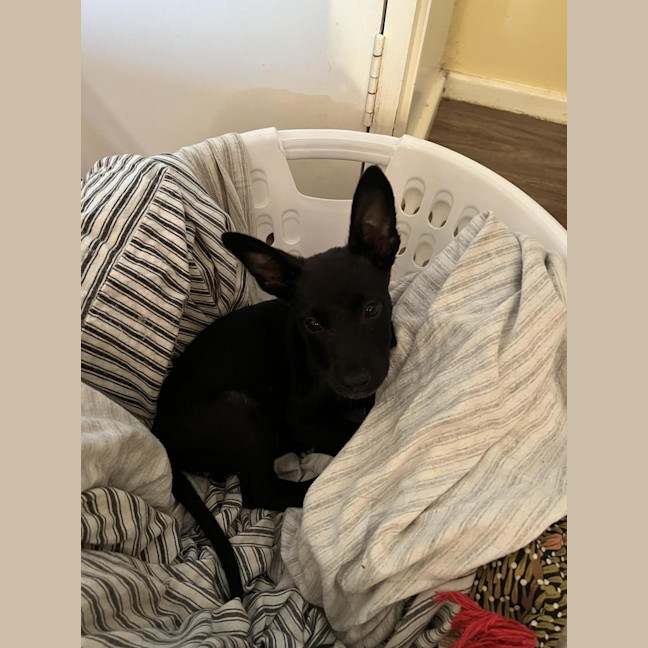 Photo of Skinny Marie (Evie)