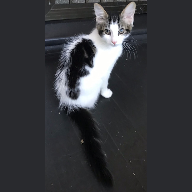 Photo of Jett