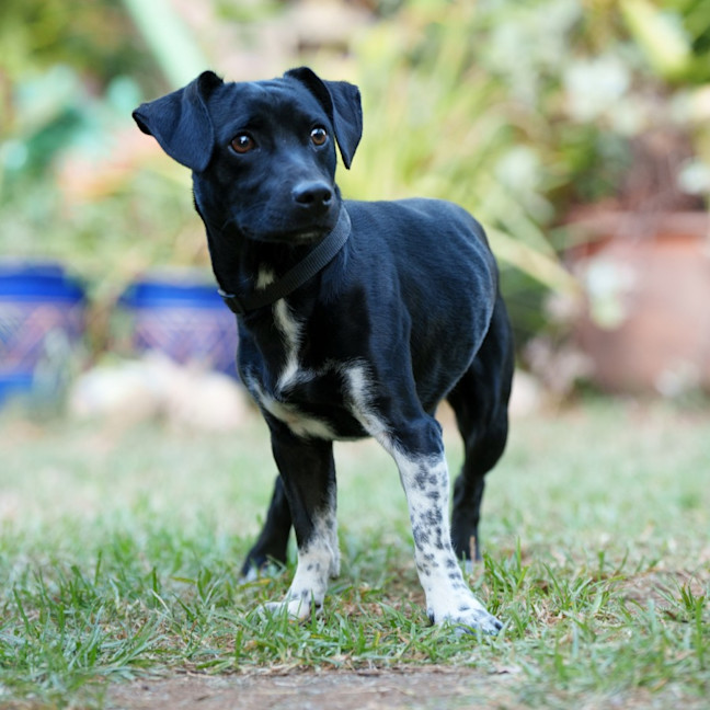 Photo of Dexter