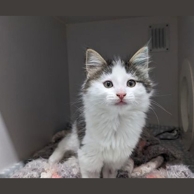 Photo of Pumpkin
