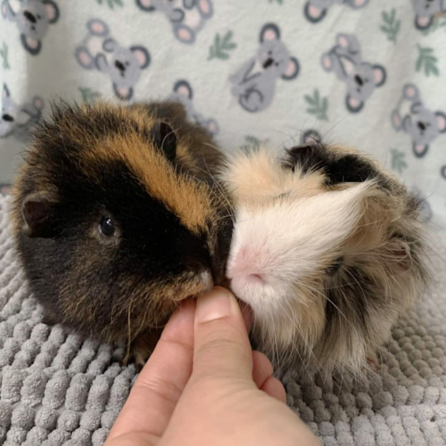 Photo of Hamlet And Horatio