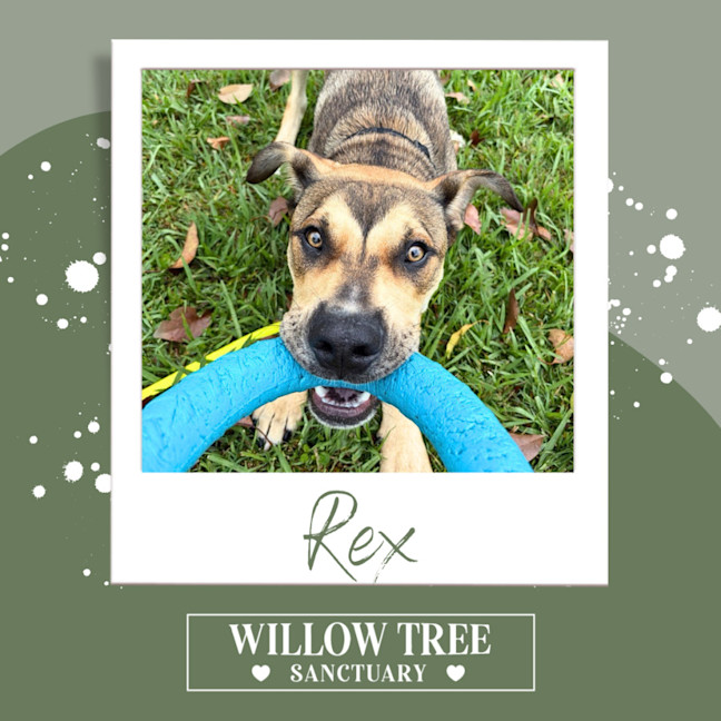 Photo of Rex