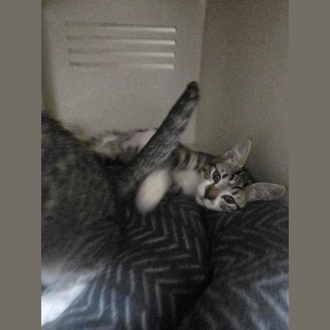 Photo of Darrell Lea