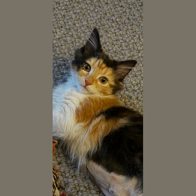 Photo of Barbara Meet Me@Petstock Mornington Nepean Hwy