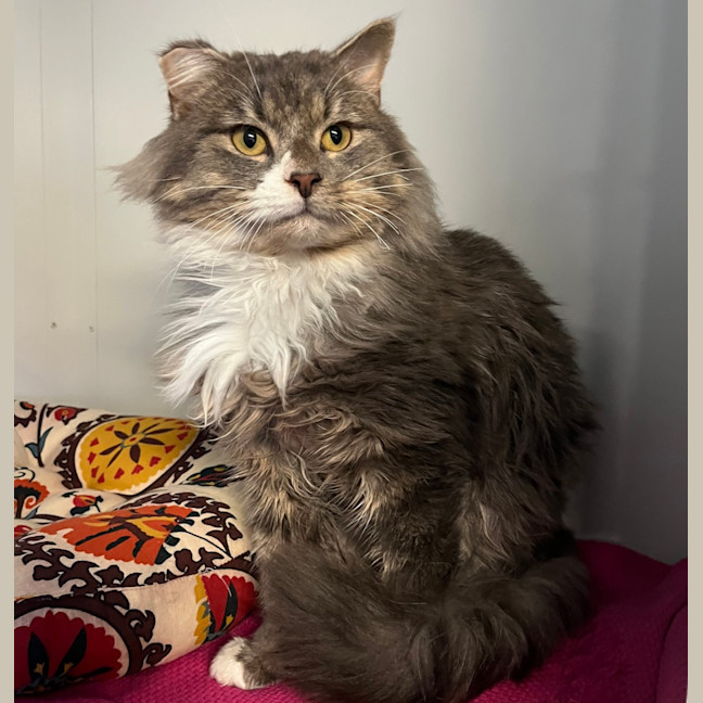 Photo of Hagrid