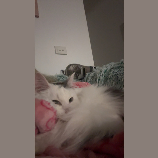 Photo of Dex   The King Of Cuddles